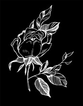 Black White Rose Illustration. Drawing Of A Plant In The Style Of A Tattoo. Chalk On A Blackboard.