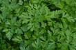 Parsley. Petroselinum. parsley leaves. Green leaves. Parsley growing in the garden. Close-up. Garden. Field. Farm. Growing herbs. Horizontal photo