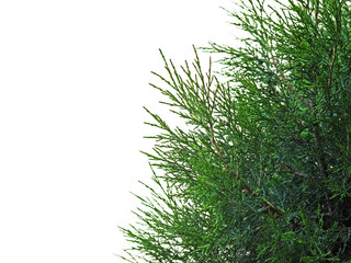 Wall Mural - Thuja, evergreen trees isolated on white background. Arborvitaes, coniferous trees in the Cupressaceae, cypress family. Cupressus nootkatensis or cedar lush foliage