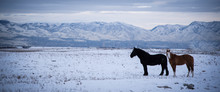 Closeup View Of A Horse In A Snowy Mountain Landscape