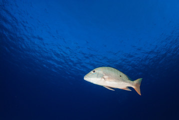 Wall Mural - A mutton snapper cruises through the deep blue tropical warm water in the Caribbean Sea. This stretch of ocean is around Grand Cayman and these fish are a common sight there.