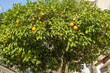 Drzewo pomarańczy