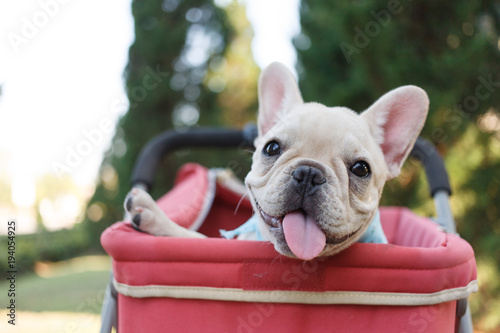 Fotomural french bulldog puppies in pink pet stroller at a park.