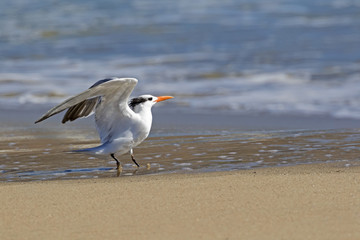 Wall Mural - Bird shore bird tern at Malibu surf