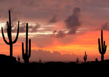 Sunset In The Desert With Silhouette Of Saguaro Cactus With City In Background 