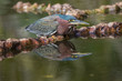 Green heron reflected in pond water