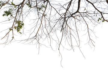 dead branches , silhouette dead tree or dry tree on white background.