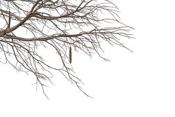 Dead branches , Silhouette dead tree or dry tree on white background.