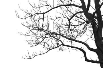 dead branches , silhouette dead tree or dry tree on white background.
