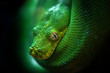 © MrPreecha - The head of the green boa.