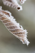 Frost on leaf beech on branch.