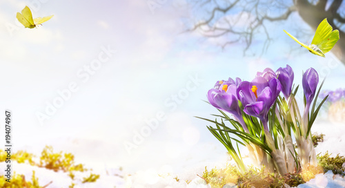  Obraz krokusy   wiosna-z-krokusami