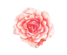 Watercolor Pink Flower Painting On White Background