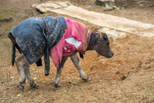 Young Water Buffalo With Clothes During The Coldest Days In Mountainous Region In Vietnam