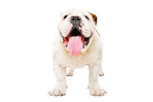 Portrait Of A Cute English Bulldog Standing Isolated On White Background
