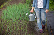 © goodmoments - Woman watering plants with watering can in the garden. Farmer growing vegetables and working in the garden.