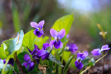 wild forest violet in the spring forest. blooming close-up. nature background.