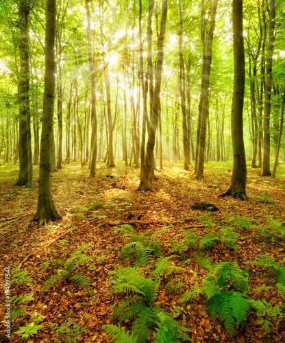 Fototapeta Forest of Beech Trees, sunbeams through fog, ferns covering the ground