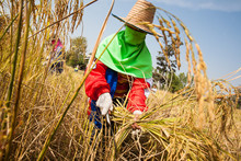 A Woman Farmer Harvesting Rice By Hand, In A Rice Field In Northeastern Thailand, During The Harvest Season