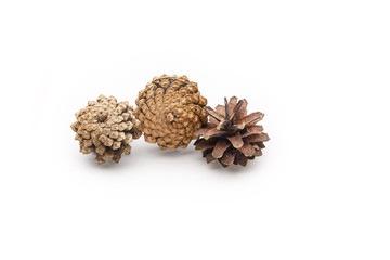 Pine cones on a white background