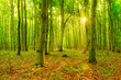 Naturnaher Buchenwald im Sommer, Sonne strahlt durchs grüne Laub