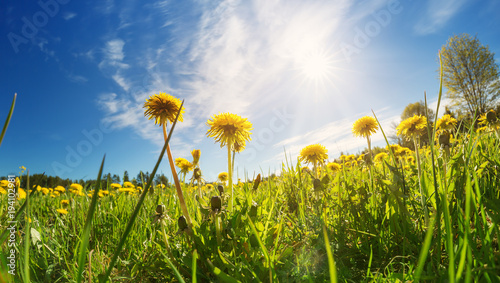 Field with yellow dandelions and blue sky Billede på lærred