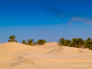 Wall Mural - sand dunes in the sahara desert near Douz Tunisia Africa