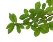 © watink - tree branch isolated on white