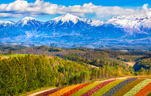 Mountain Covered With Snow,Colorful Flower Field On The Hill At Shikisai No Oka Farm, Biei, Hokkaido, Japan