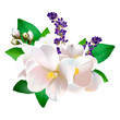 Bouquet of white Jasmine, in leaves and buds, with lavender, on white background. As a greeting watercolor illustration of the international women's day, and for any other holiday. 