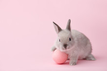 Easter Bunny Rabbit With Pink Painted Egg On Pink Background. Easter Holiday Concept.