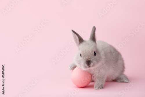 Fotografía Easter bunny rabbit with pink painted egg on pink background