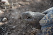Afrikanische Schildkröte