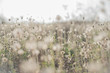 The Prairie dry vintage style light brown tones. It is used to make background. subject is blurred.