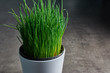 chives in a white flower pot