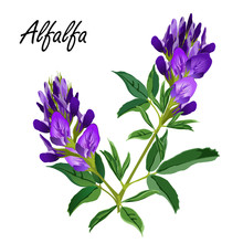 Alfalfa Flowers (Medicago Sativa, Lucerne). Hand Drawn Vector Illustration Of Alfalfa Plant With Leaves And Flowers Isolated On White Background.