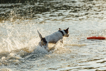 Wall Mural - Back view of Jack Russell Terrier running fast in shallow water of sea.