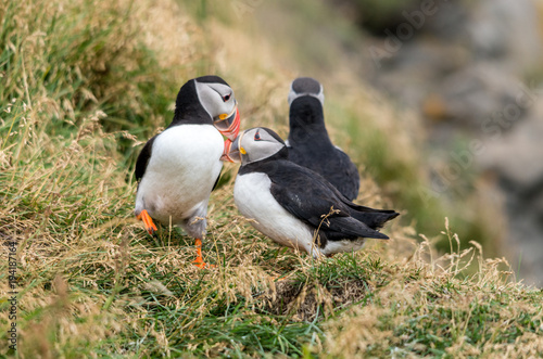 Fotografia The Atlantic puffin, also known as the common puffin