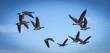 Canada Geese Flying in the Blue Sky