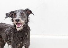Happy Wet Dog Getting A Bath