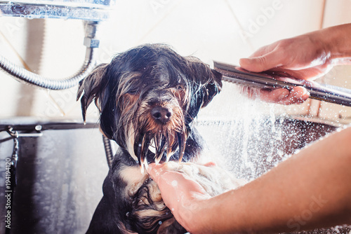 Fotografie, Obraz Portrait of a wet dog. Yorkshire Terrier in the bathroom