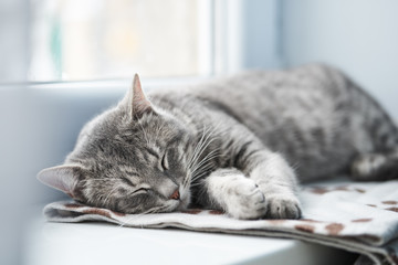 Domestic Cat sleeping 
