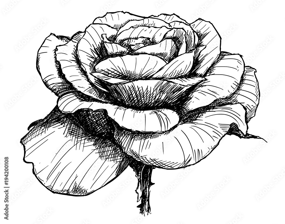 flower drawing in pen