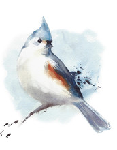 Tufted Titmouse Small Bird Sitting On The Branch Watercolor Painting Illustration Isolated On White Background