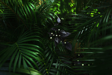 Fototapete - dark exotic fantastic portrait of green palm leaves plants and flower in Thailand. concept of travel, phone or laptop wallpaper background