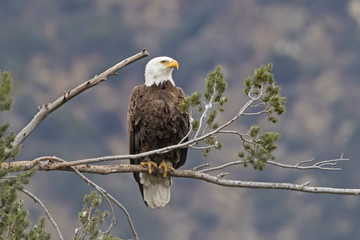 eagle on tree branch perch portrait