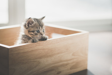 Poster - Cute kitten playig in a wooden box under sunlight