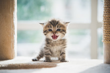 Cute Persian Kitten Sitting On Cat Tower