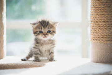 Poster - Cute persian kitten sitting on cat tower