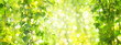 Green birch  leaves branches, green,  bokeh background. Nature spring background.
